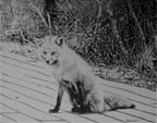 fire island fox